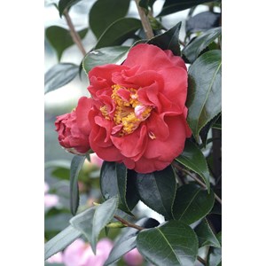 Camélia 'blood of china' taille du pot