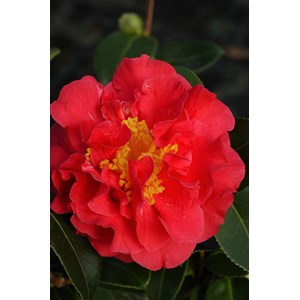 Camélia 'blood of china' taille du pot - en pot de 1 litre