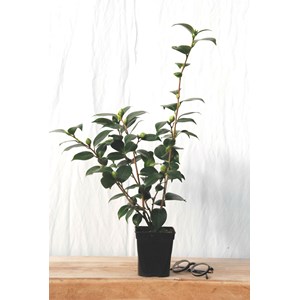 Camélia 'blood of china' taille du pot