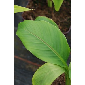 Bananier du japon taille du pot - en pot