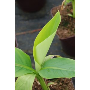 Bananier du japon taille du pot - en pot