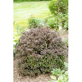 Pittospore 'tom thumb' taille du pot - e