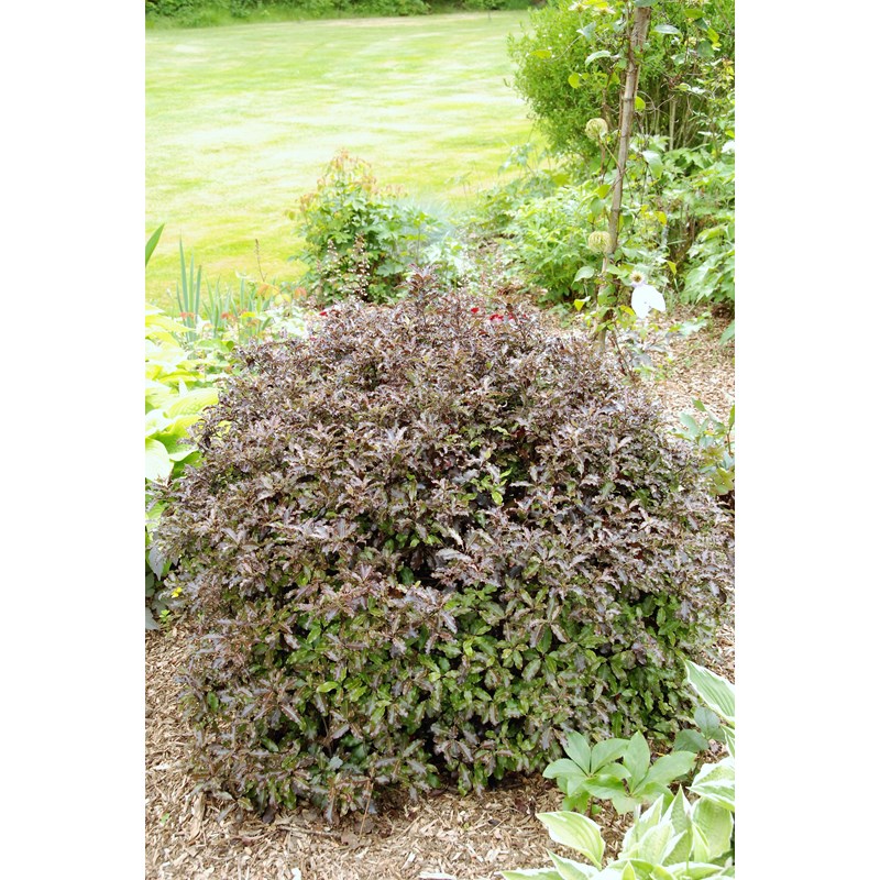 Roué Pépinières - Pittospore 'tom thumb' taille du pot - en pot de 3 litres