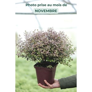 Pittospore 'tom thumb' taille du pot - e
