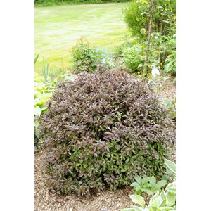 Pittospore 'tom thumb' taille du pot - e