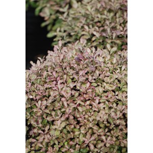 Pittospore 'tom thumb' taille du pot - e