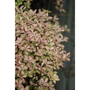 Pittospore 'tom thumb' taille du pot - e