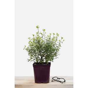 Pittospore 'wrinkled blue' taille du pot