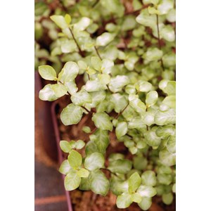 Pittospore 'wrinkled blue' taille du pot