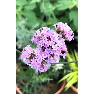 Verveine 'lollipop ?' taille du pot - en