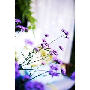 Verveine 'lollipop ?' taille du pot - en