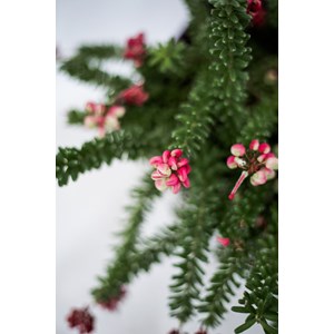 Grevillea 'mount tamboritha' taille du p