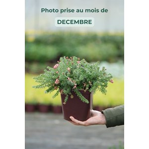 Grevillea 'mount tamboritha' taille du p