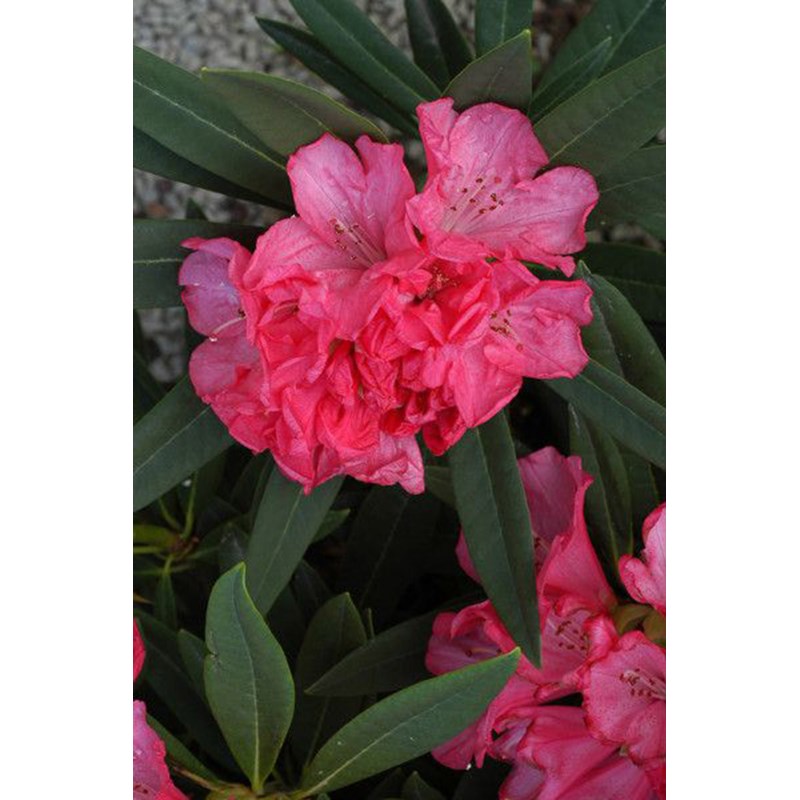 Rhododendron 'ana' taille du pot - en pot de 5 litres