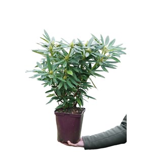 Rhododendron 'ana' taille du pot - en po
