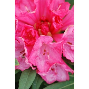 Rhododendron 'ana' taille du pot - en po