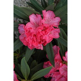 Rhododendron 'ana' taille du pot - en po