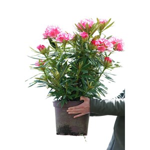 Rhododendron 'ana' taille du pot - en po