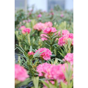 Rhododendron 'ana' taille du pot - en po