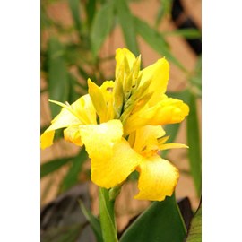 Canna 'yellow jaune' taille du pot - en