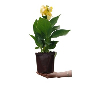 Canna 'yellow jaune' taille du pot - en
