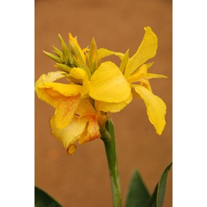 Canna 'yellow jaune' taille du pot - en