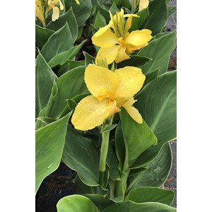 Canna 'yellow jaune' taille du pot - en