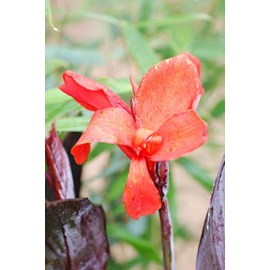 Canna 'bronze scarlet' taille du pot - e