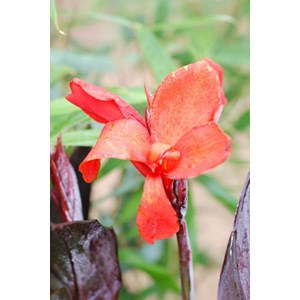 Canna 'bronze scarlet' taille du pot - en pot de 3 litres