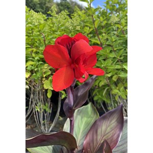 Canna 'bronze scarlet' taille du pot - e
