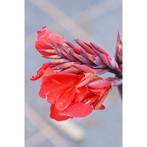 Canna 'bronze scarlet' taille du pot - e