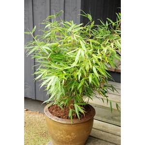 Bambou non traçant 'pingwu' taille du p