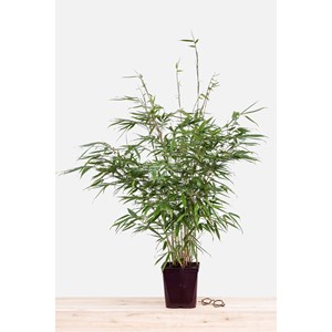 Bambou non traçant 'pingwu' taille du p