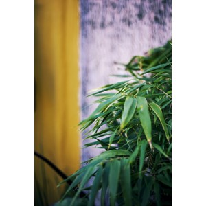 Bambou non traçant 'pingwu' taille du pot - en pot de 2 litres