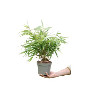 Bambou non traçant 'pingwu' taille du p