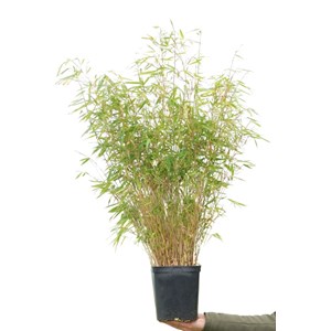 Bambou non traçant rufa taille du pot -