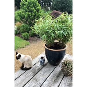 Bambou non traçant rufa taille du pot -