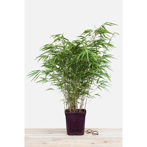 Bambou non traçant rufa taille du pot -