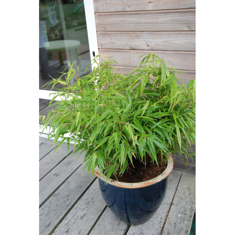 Bambou non traçant rufa taille du pot - en pot de 2 litres