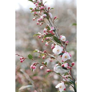 Camélia 'cupido' taille du pot - en pot