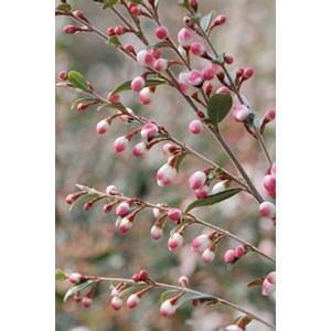 Camélia 'cupido' taille du pot - en pot