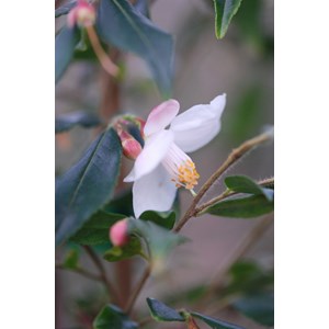 Camélia 'cupido' taille du pot - en pot