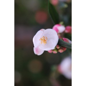 Camélia 'cupido' taille du pot - en pot