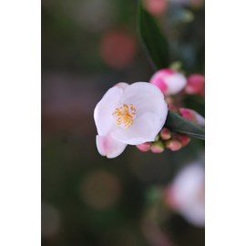 Camélia 'cupido' taille du pot - en pot