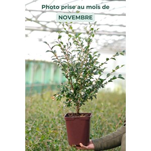 Camélia 'cupido' taille du pot - en pot
