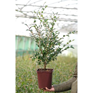 Camélia 'cupido' taille du pot - en pot de 5 litres