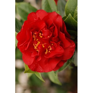 Camelia 'fondation luciano pavarotti' taille du pot - en pot de 15 litres