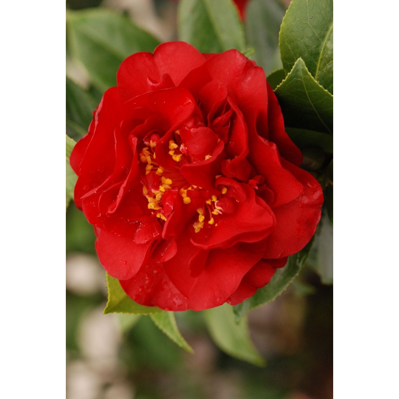 Camelia 'fondation luciano pavarotti' taille du pot - en pot de 15 litres