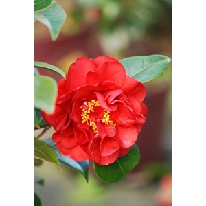 Camelia 'fondation luciano pavarotti' ta