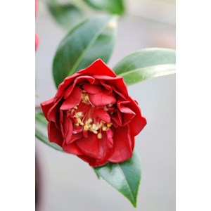 Camelia 'fondation luciano pavarotti' ta